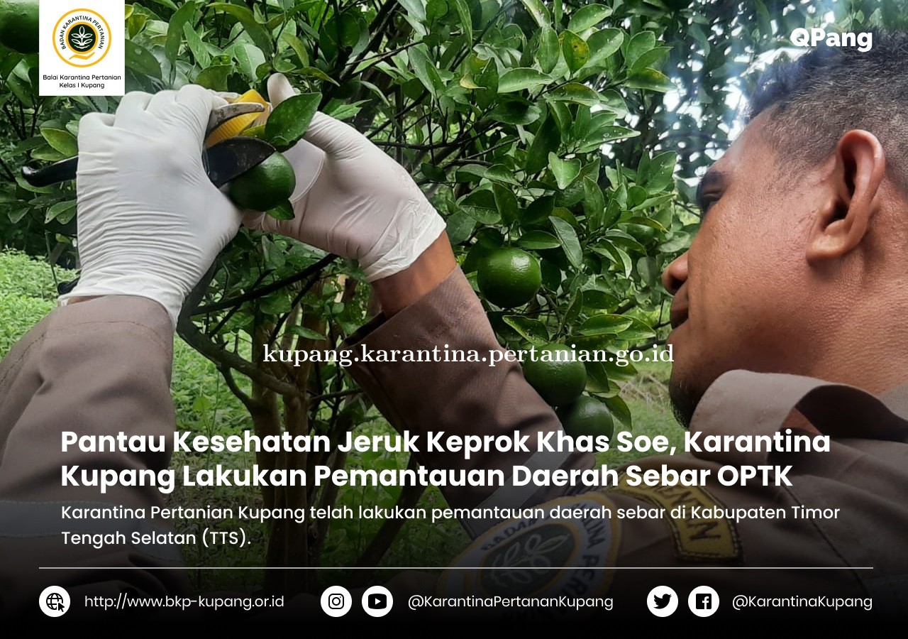 Pantau Kesehatan Jeruk Keprok Khas Soe, Karantina Kupang Lakukan Pemantauan Daerah Sebar OPTK