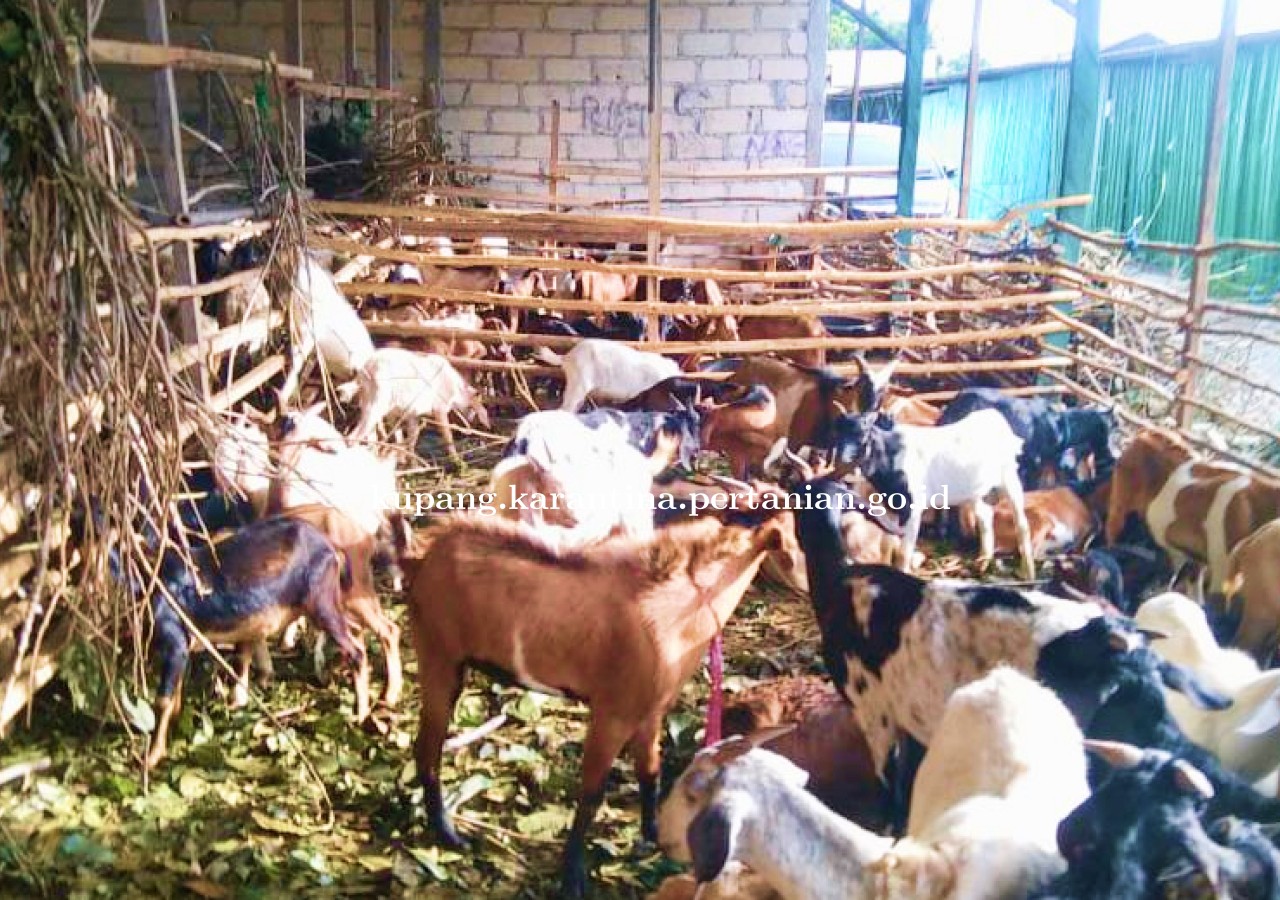 Domba dan Kambing Asal Rote Diperiksa Karantina Pertanian Kupang