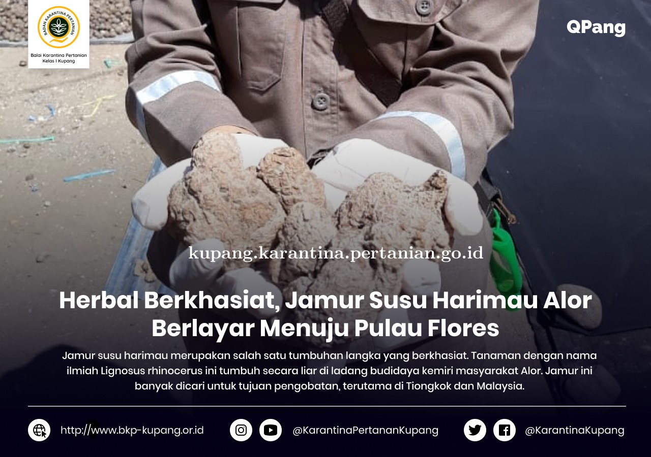 Herbal Berkhasiat, Jamur Susu Harimau Alor Berlayar Menuju Pulau Flores