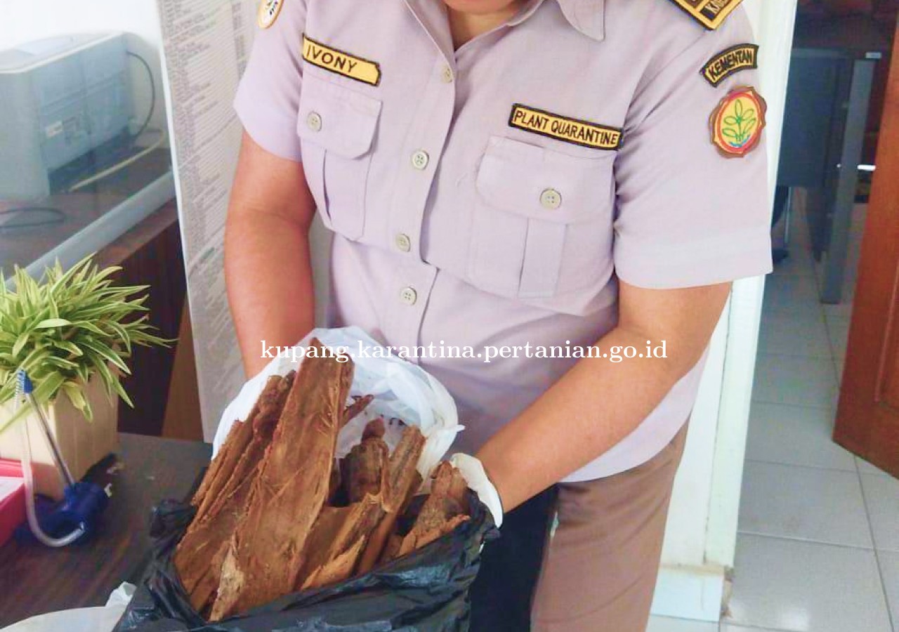 Kulit Kayu Faloak Pun Lapor Karantina