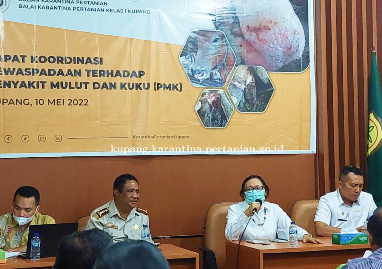 PMK Mewabah, Karantina Pertanian Kupang Gelar Rapat Koordinasi dengan Instansi Terkait