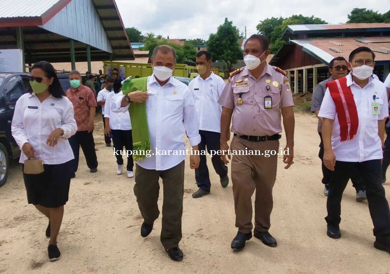 Dirjen Peternakan dan Kesehatan Hewan Pastikan Pasokan Sapi Potong dari Kupang Aman