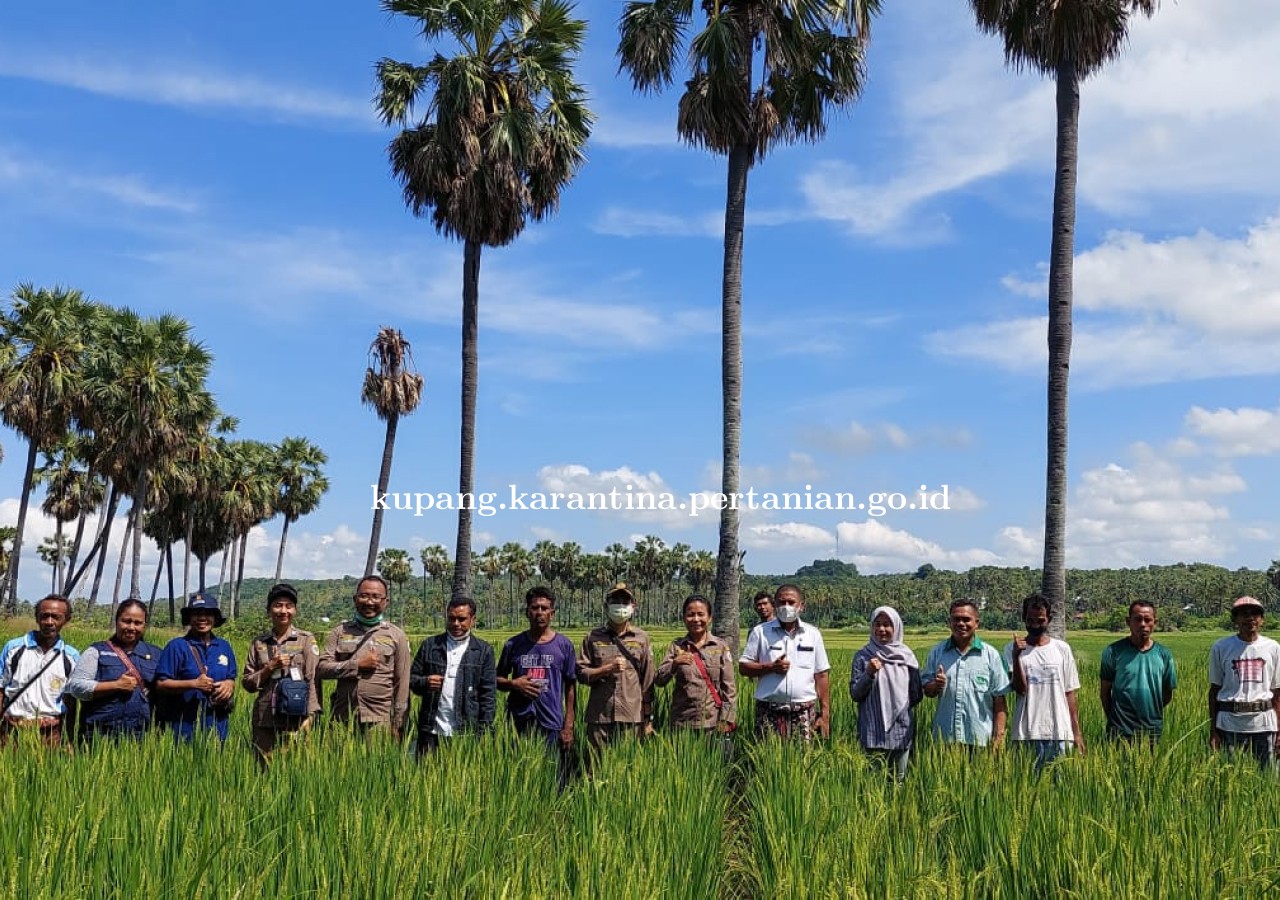 Giat Rutin Tahunan, Karantina Pertanian Kupang Lakukan Pemantuan Daerah Sebar OPTK