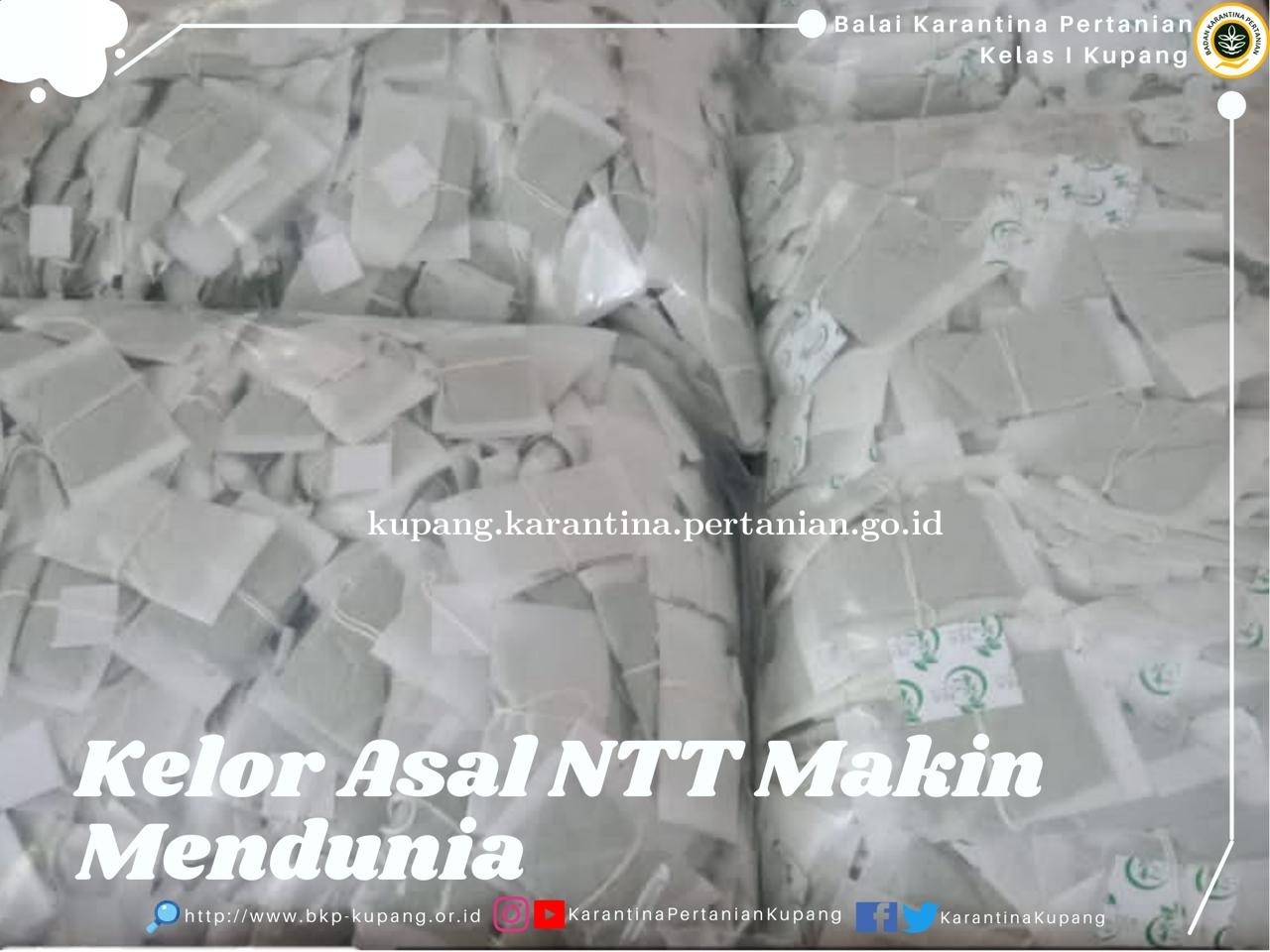 Kelor Asal NTT Makin Mendunia