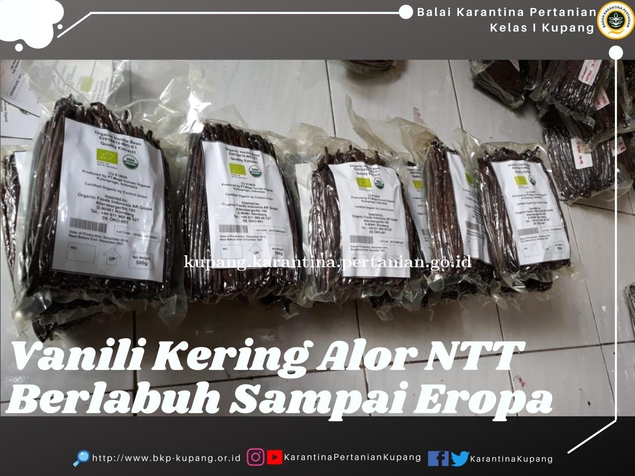 Vanili Kering Alor NTT Berlabuh Sampai Eropa