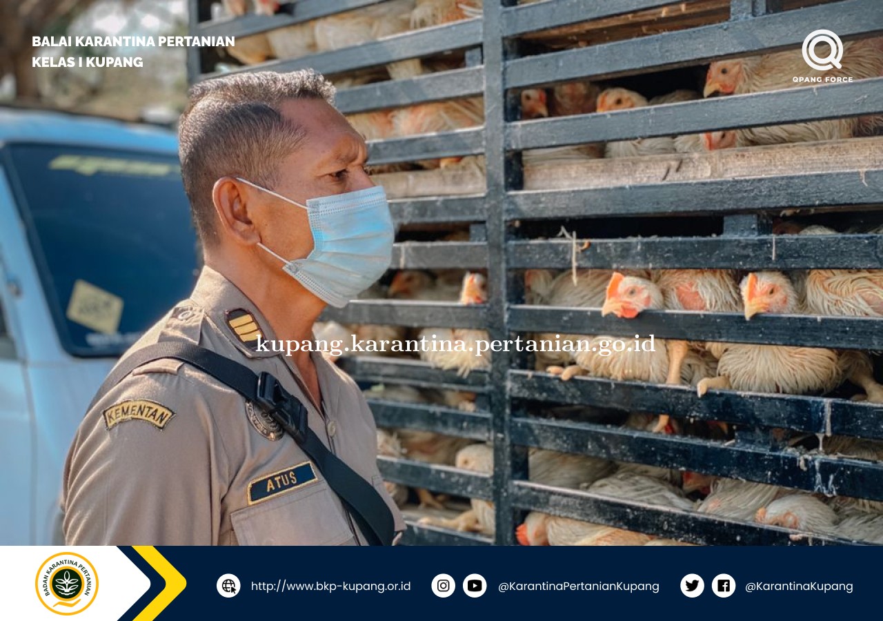 Siap Pasok Pasar Ende, Karantina Pertanian Kupang Pastikan Ayam Pedaging Sehat