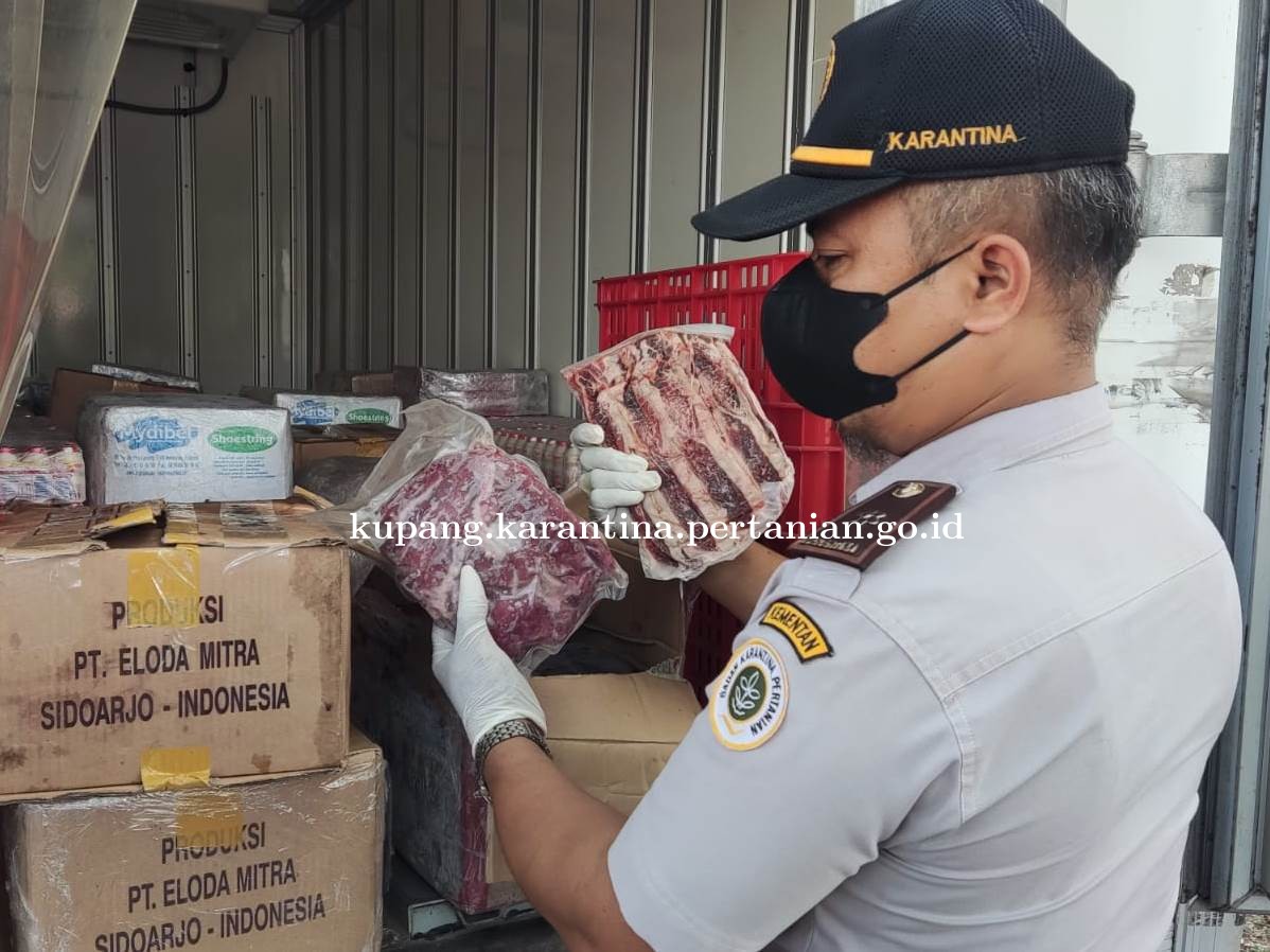 Cegah Masuknya PMK, Karantina Kupang Tolak Pemasukan Daging Sapi Asal Surabaya