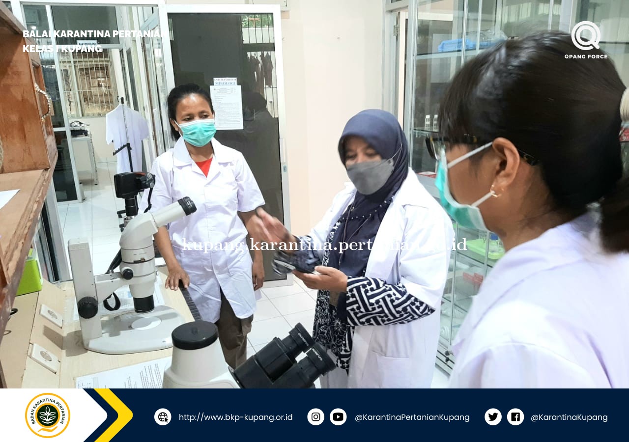 Karantina Pertanian Kupang Bersama Pusat KTKHN Barantan Lakukan Evaluasi Laboratorium