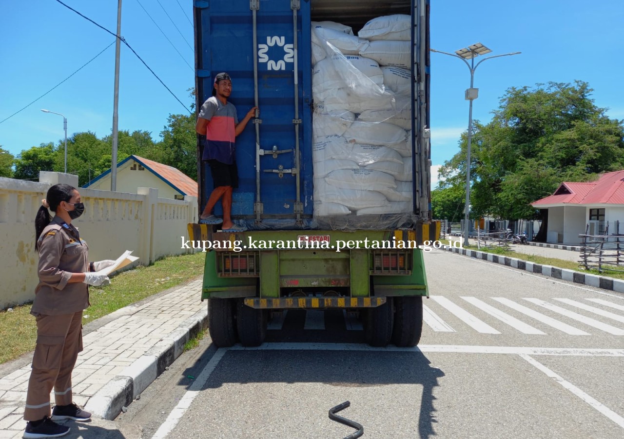 Karantina Pertanian Kupang Awasi Bongkar Pollard Asal Surabaya